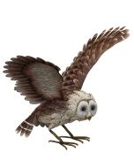 Barn Owl - Wings Up