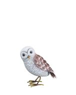Barn Owl - SM