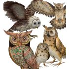 Owl Pre-Pack 20 Pc