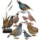 Quail Pre-Pack 28 Pc