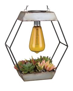 Edison Succulent Solar Lantern - Diamond 1