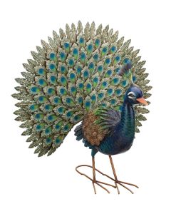 Peacock - Pride