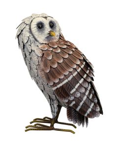 Barn Owl - Standing