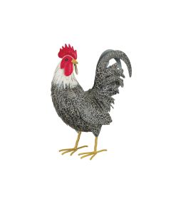 Murray Rooster Decor - Preening