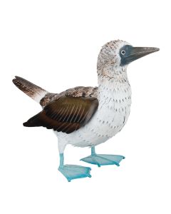Blue Footed Booby Decor