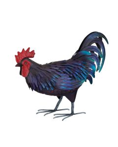 Shetland Rooster MED