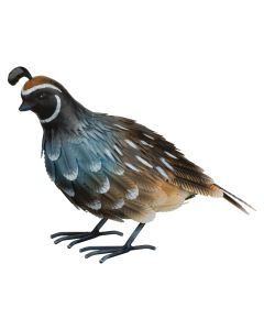 Quail Male Decor