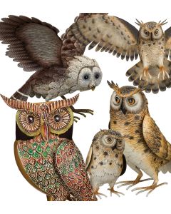 Owl Pre-Pack 20 Pc